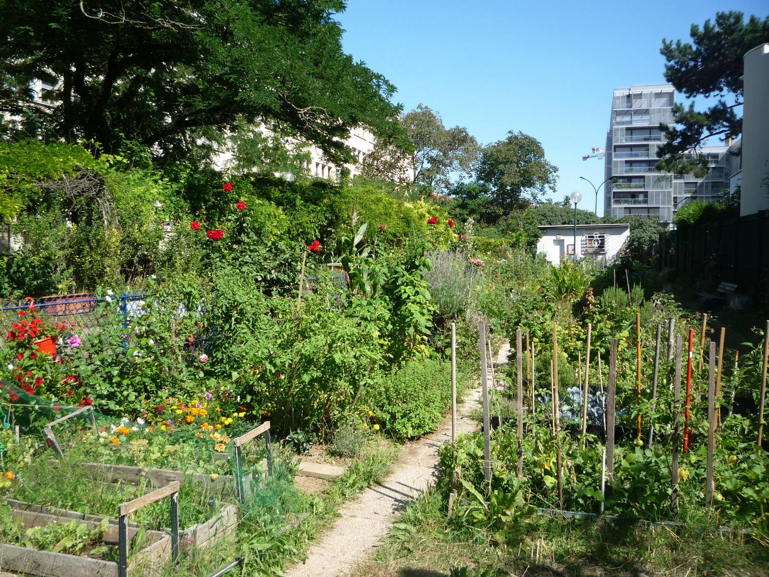 Les jardins partagés : un premier pas pour une ville durable !